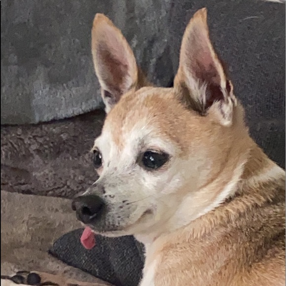 Meet your Posher, Liz - Picture 1 of 1